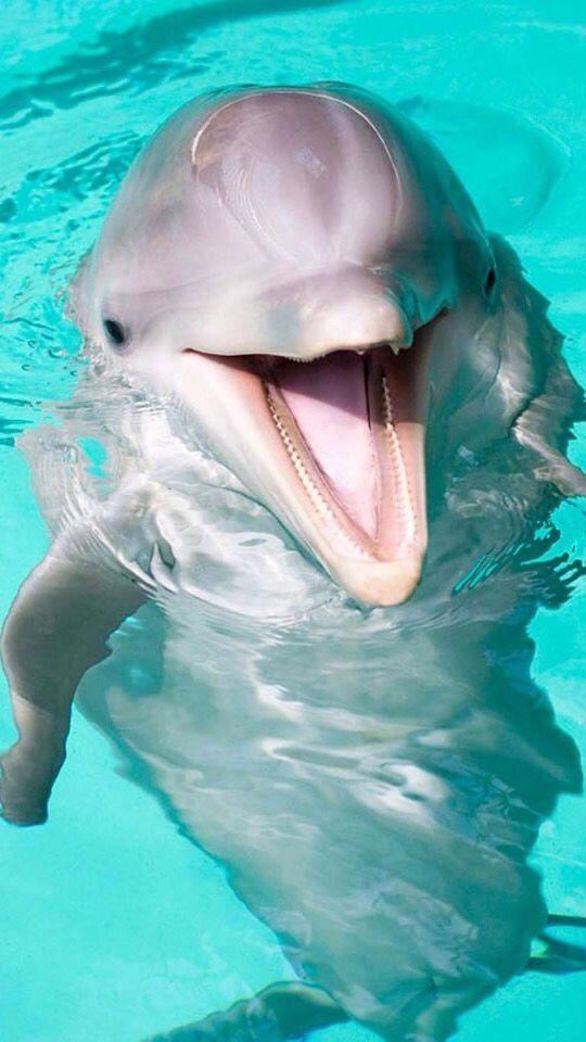 Cuteness Overload: What animal do you think is the cutest?