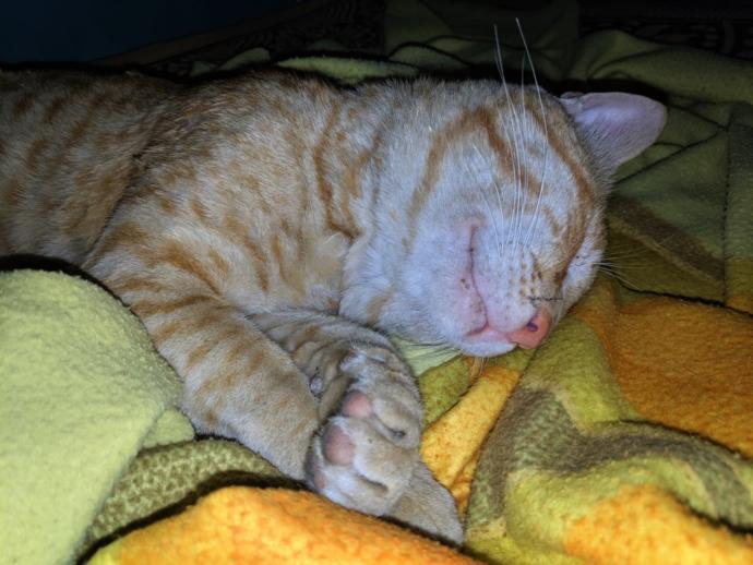 Cuteness Overload: What animal do you think is the cutest?