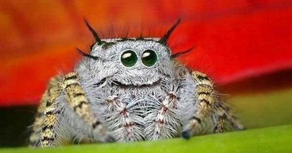 Cuteness Overload: What animal do you think is the cutest?