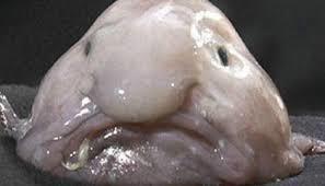 Blobfish