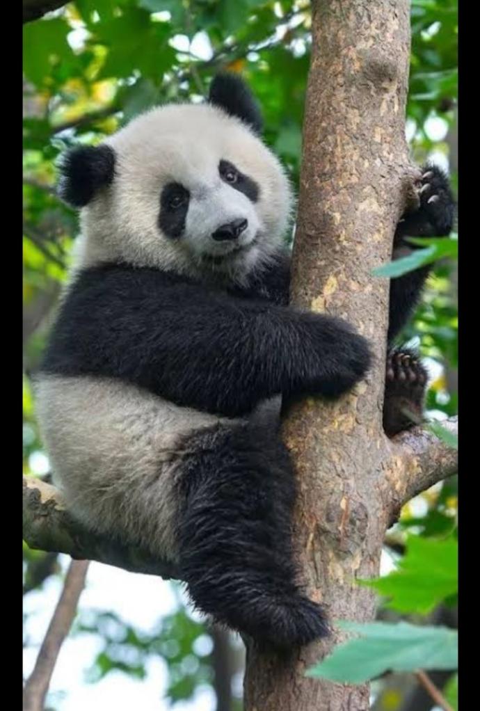 Cuteness Overload: What animal do you think is the cutest?