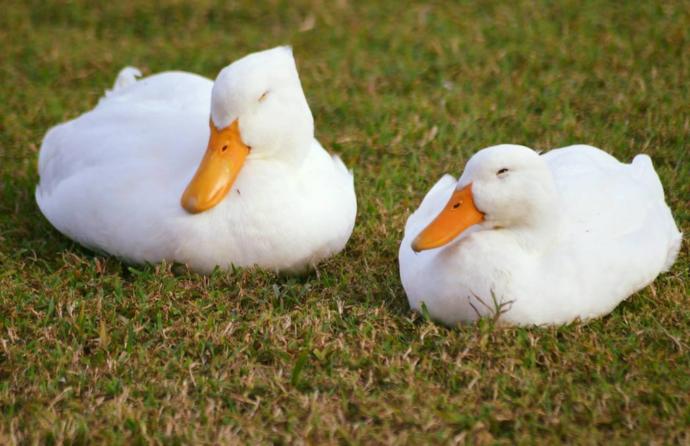 Cuteness Overload: What animal do you think is the cutest?