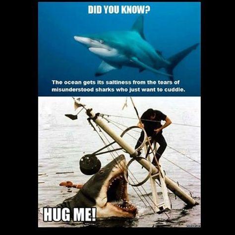 Cuteness Overload: What animal do you think is the cutest?