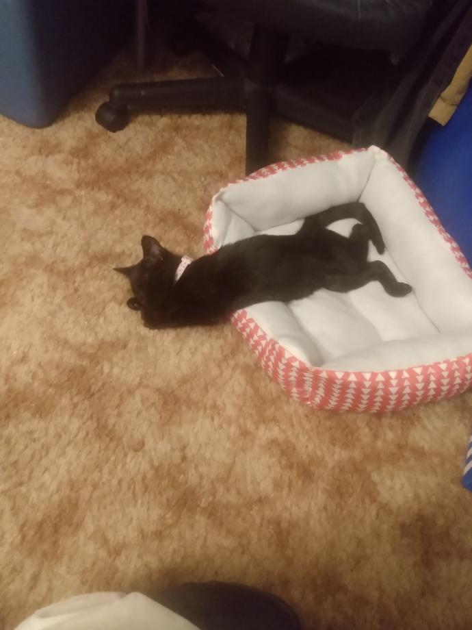 Cuteness Overload: What animal do you think is the cutest?