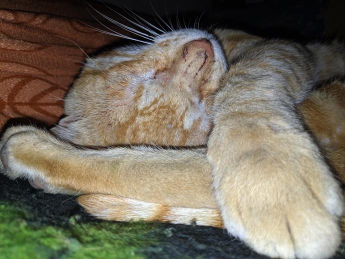 Cuteness Overload: What animal do you think is the cutest?