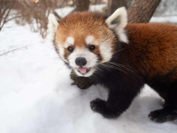 Cuteness Overload: What animal do you think is the cutest?