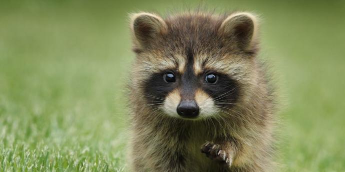 Cuteness Overload: What animal do you think is the cutest?