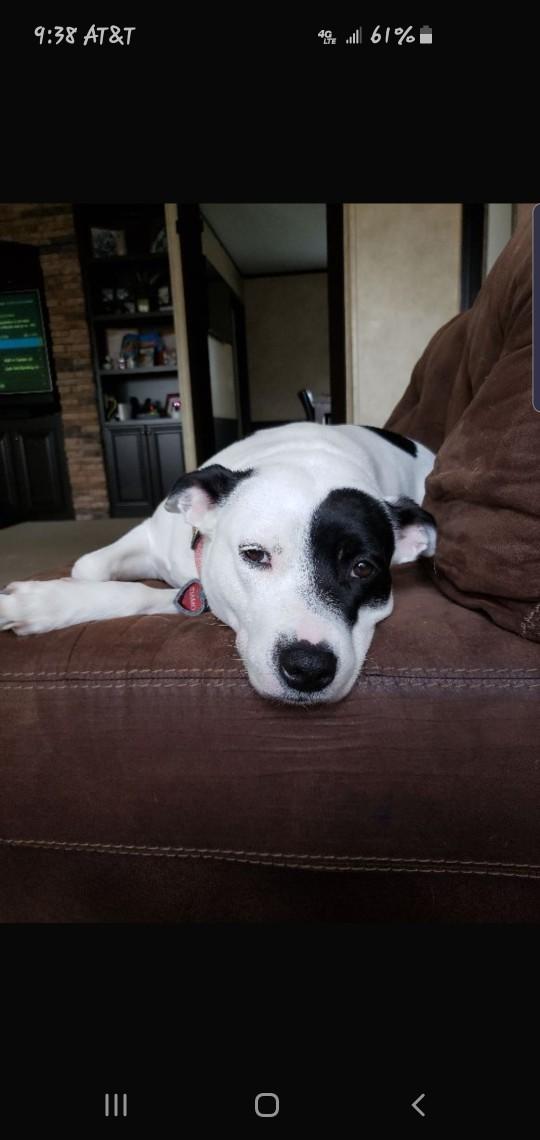 Cuteness Overload: What animal do you think is the cutest?