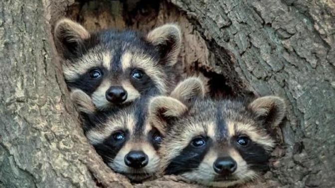 Cuteness Overload: What animal do you think is the cutest?
