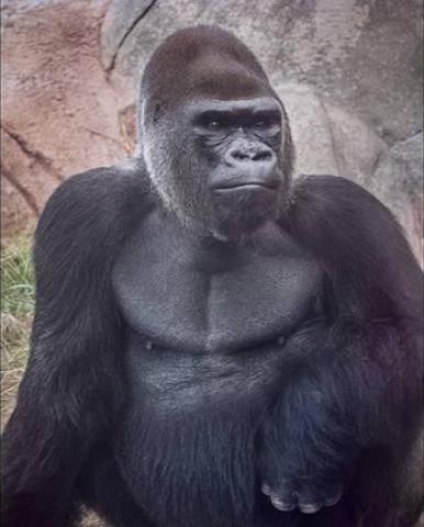 Evolutionarily speaking, why are Indians so hairy considering that India is so hot?