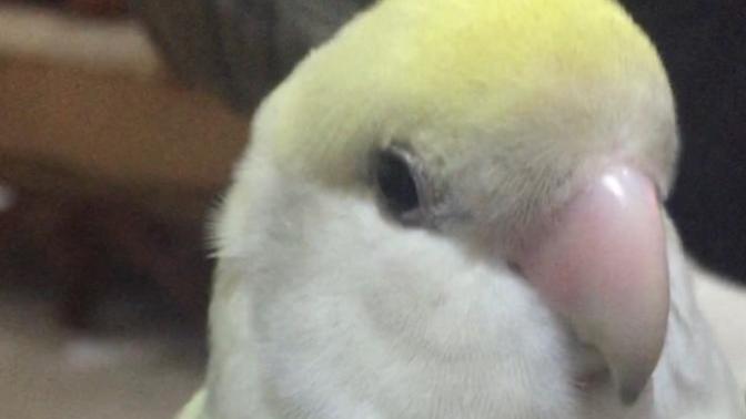 CUTEST PET CONTEST. Share photos of your pet, whomever have the cutest pet will get MHO?
