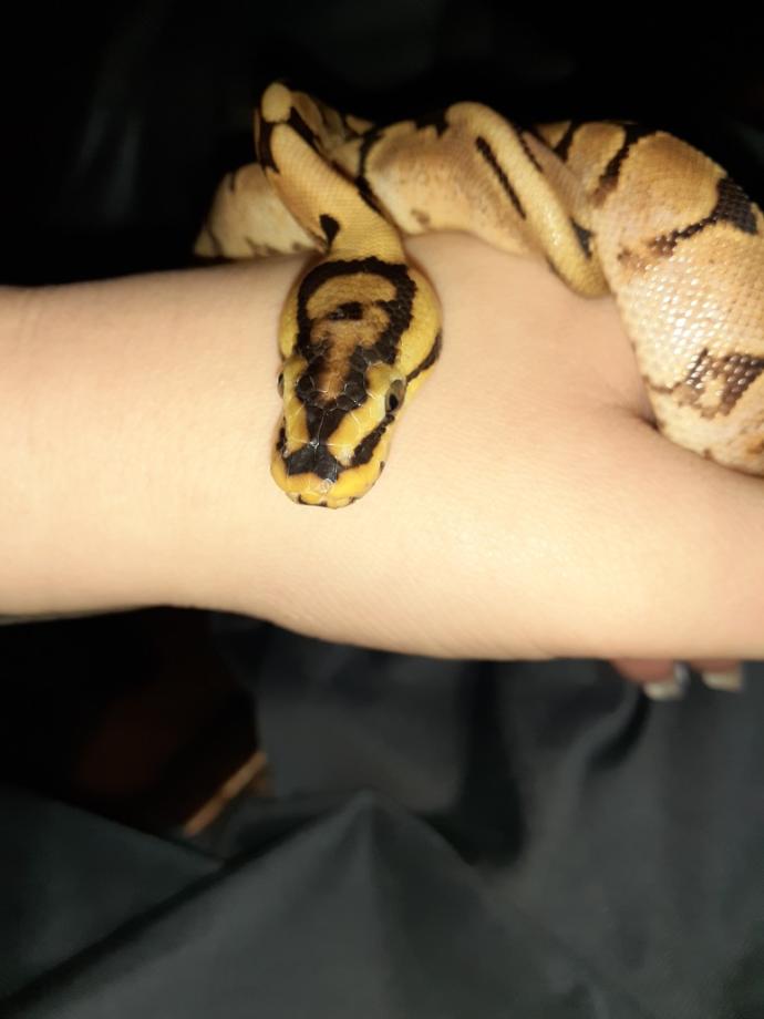 Lets see your pets?