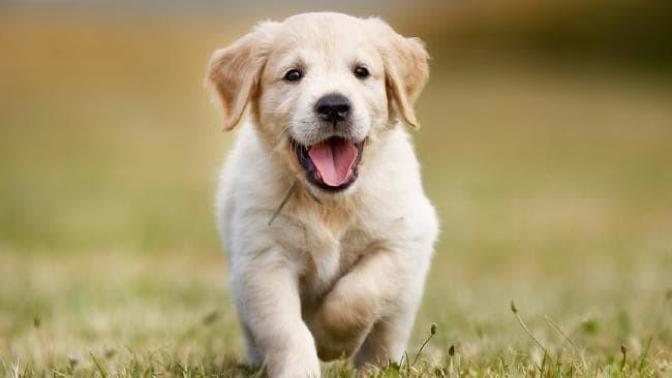 How to convince your parents to get a pet?