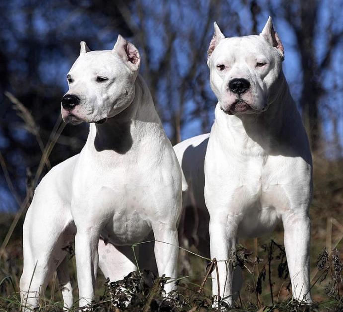 Be honest are you scared of these dogs?