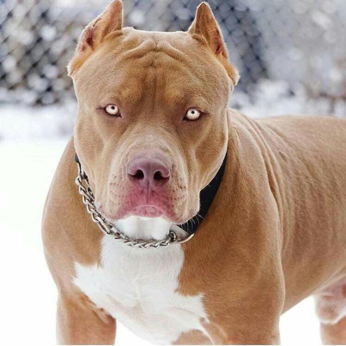 Be honest are you scared of these dogs?
