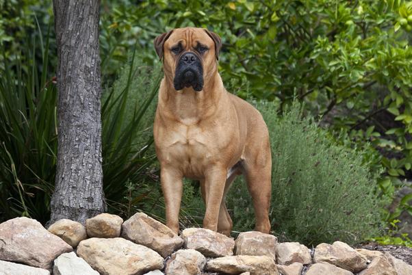 Be honest are you scared of these dogs?