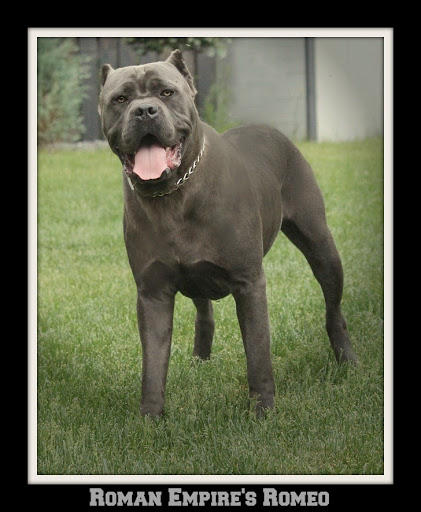 Be honest are you scared of these dogs?