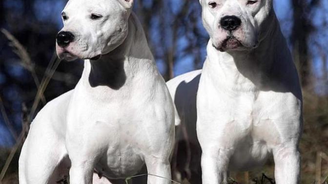 Be honest are you scared of these dogs?