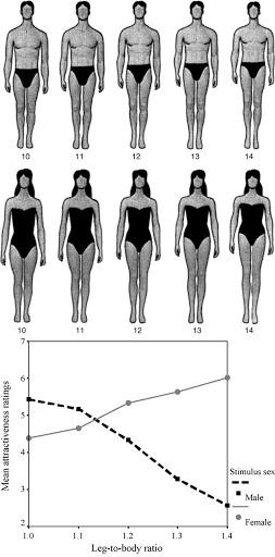 What is the ideal leg to body ratio for girls?