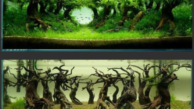 Would you try your hand at aquascaping?
