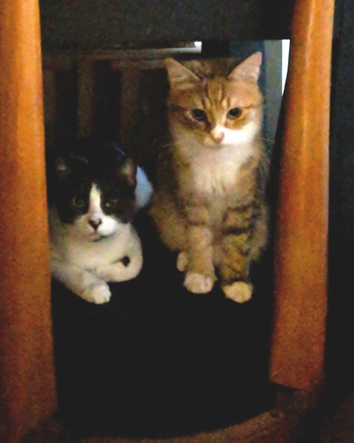 Miss Ana and Miss Kitty