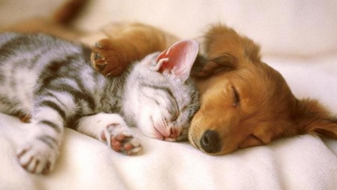 Have you ever acquired a pet jointly with a partner, broken up, and then been forced to decide who gets the pet?