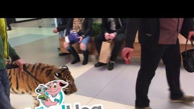 How would u feel if pet lions became popular and people walked em like dogs?
