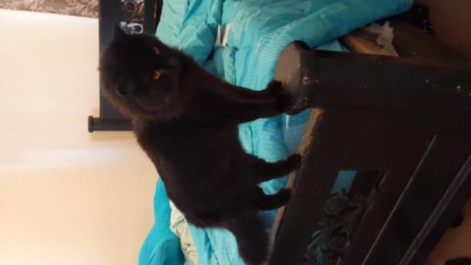 What steps should I take after finding missing pet after 3 weeks?