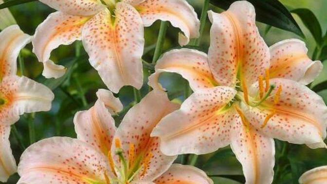 What's your favorite flower?