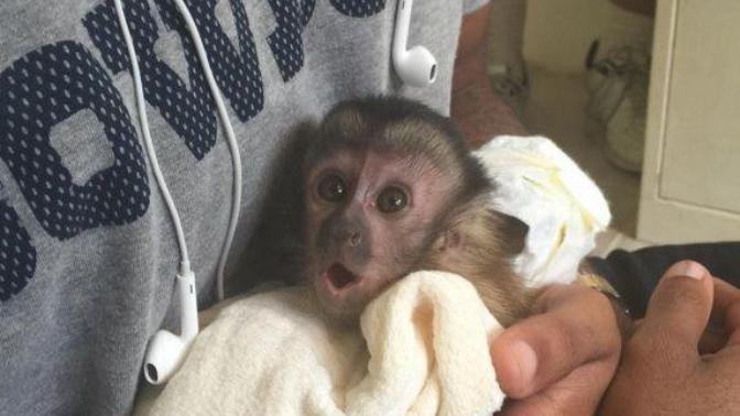 Can you really get the plague from a monkey?