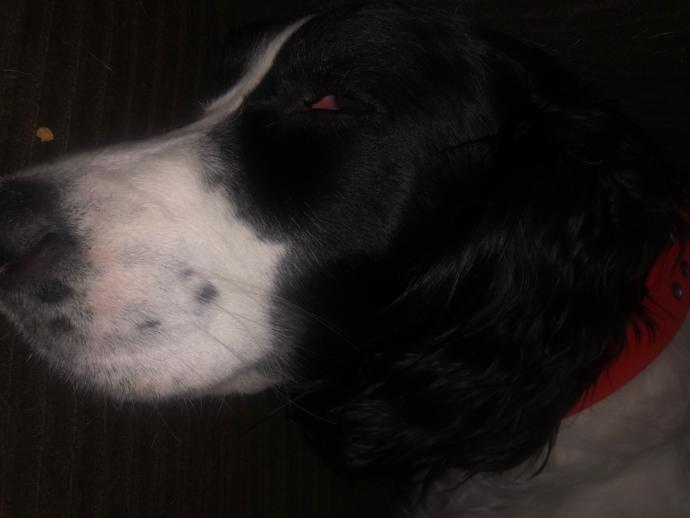What type of eye disease do you think my dog has and do you think it is curable?