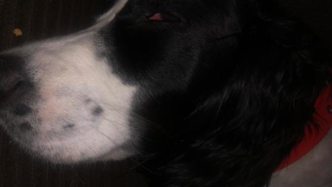 What type of eye disease do you think my dog has and do you think it is curable?