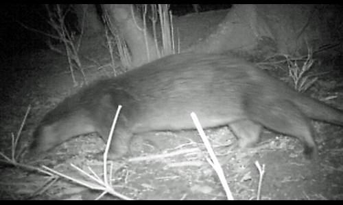 Is this the Japanese River Otter?