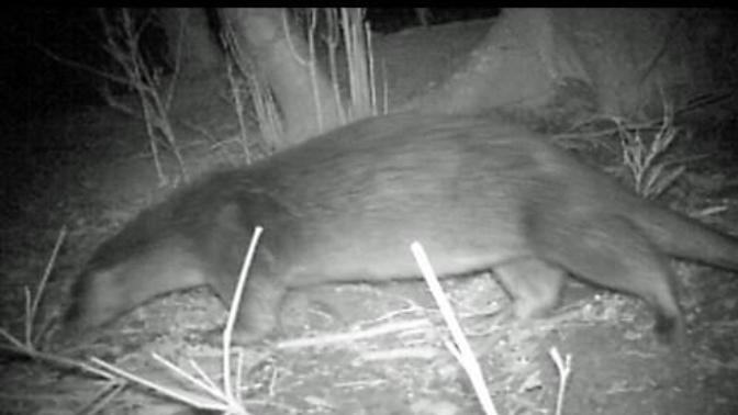 Is this the Japanese River Otter?