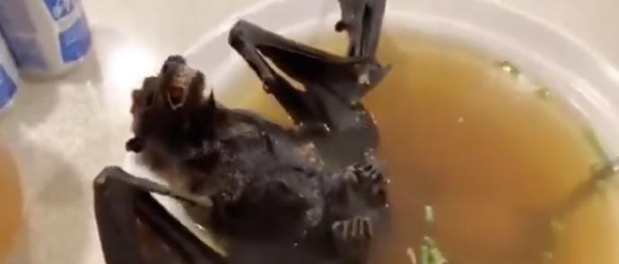 Did some person eating bat soup really cause all of this calamity?