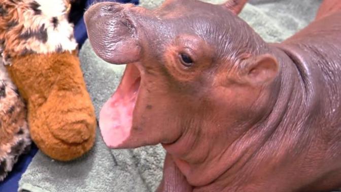 Are baby hippos the cutest baby animal ever?