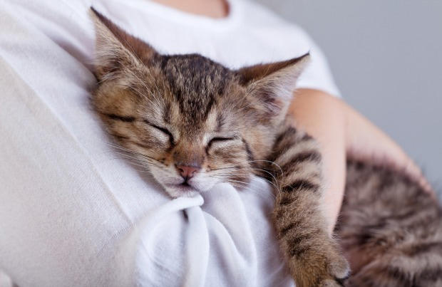 Has your relationship with animals changed due to the effects of the COVID19 outbreak?