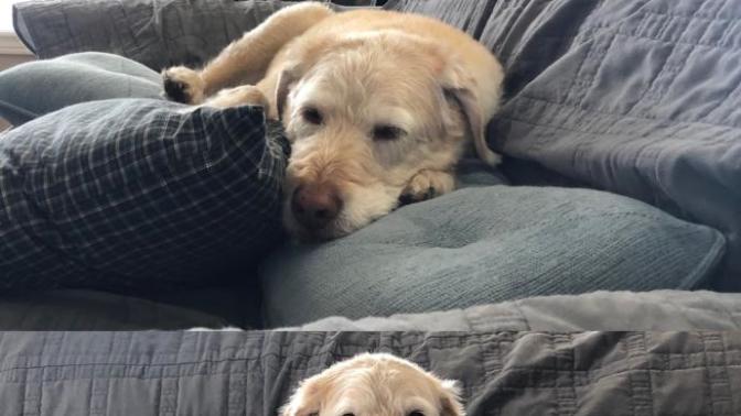How to cope with grief when your dog passes away?