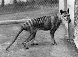 Do you think that the Tasmanian Tiger still exist?