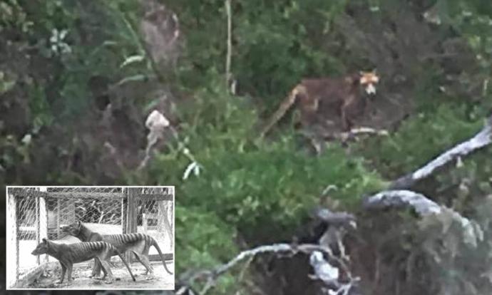 Do you think that the Tasmanian Tiger still exist?