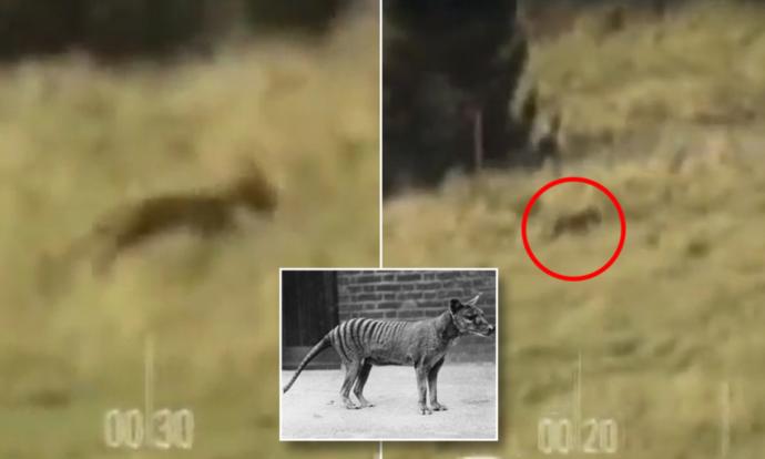 Do you think that the Tasmanian Tiger still exist?