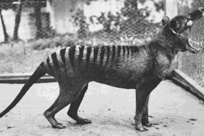 Do you think that the Tasmanian Tiger still exist?
