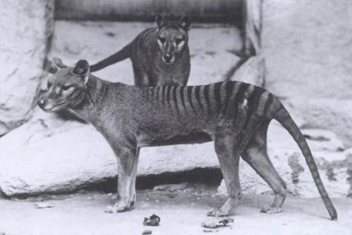 Do you think that the Tasmanian Tiger still exist?