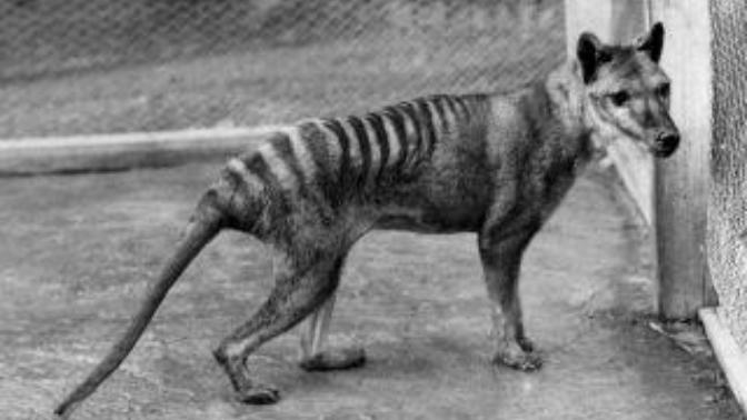 Do you think that the Tasmanian Tiger still exist?
