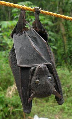 Is it healthy for bats to hang upside down?