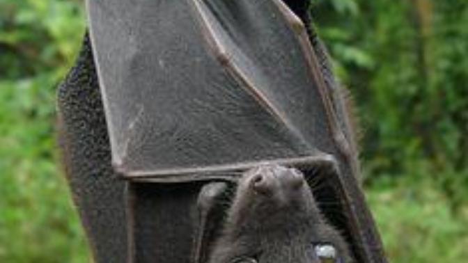 Is it healthy for bats to hang upside down?