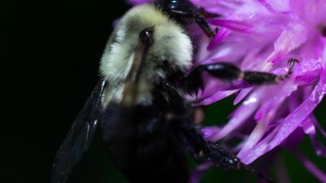 Any one else love macro photography?