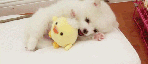 If you could only have ONE of these two in life WHICH WOULD IT BE: kids or pets?