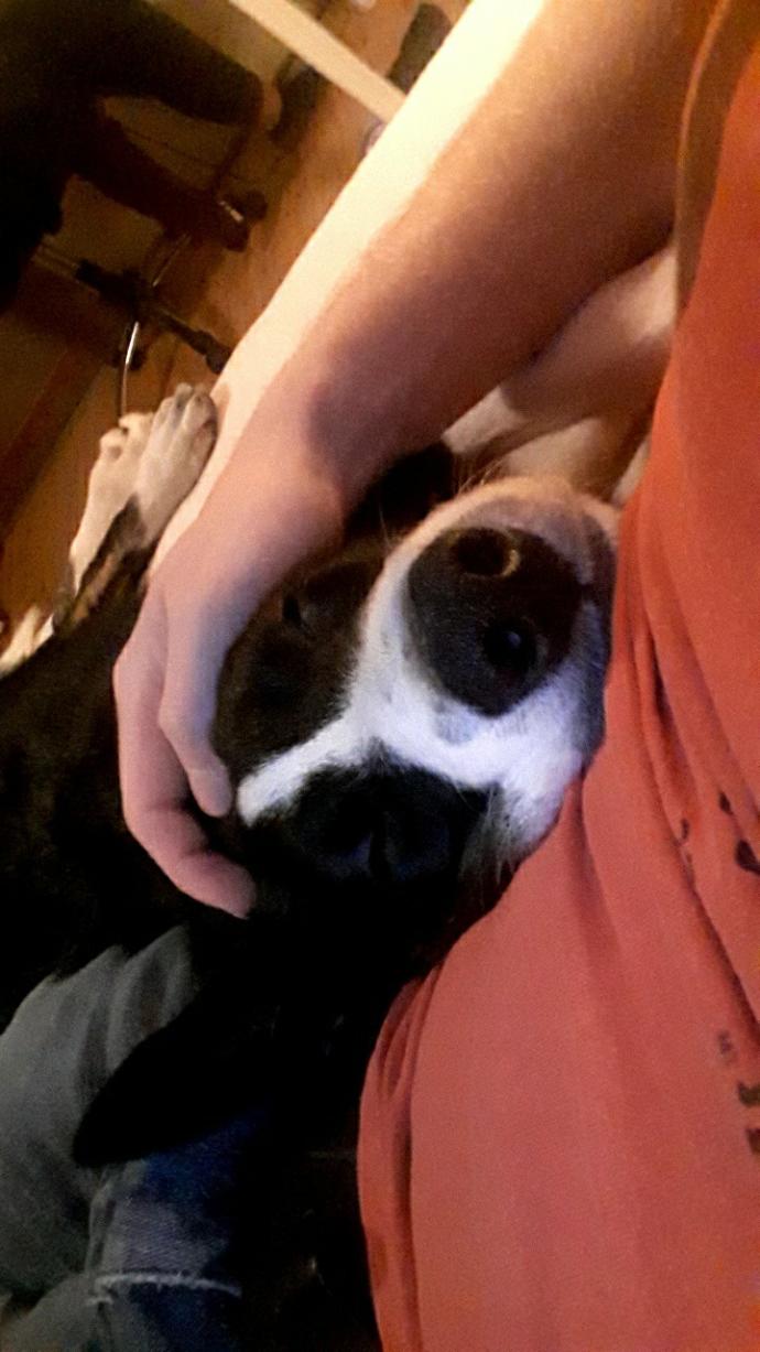 If you could only have ONE of these two in life WHICH WOULD IT BE: kids or pets?