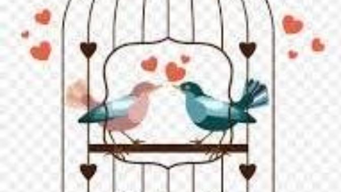 How are you lovebirds surviving in captivity?